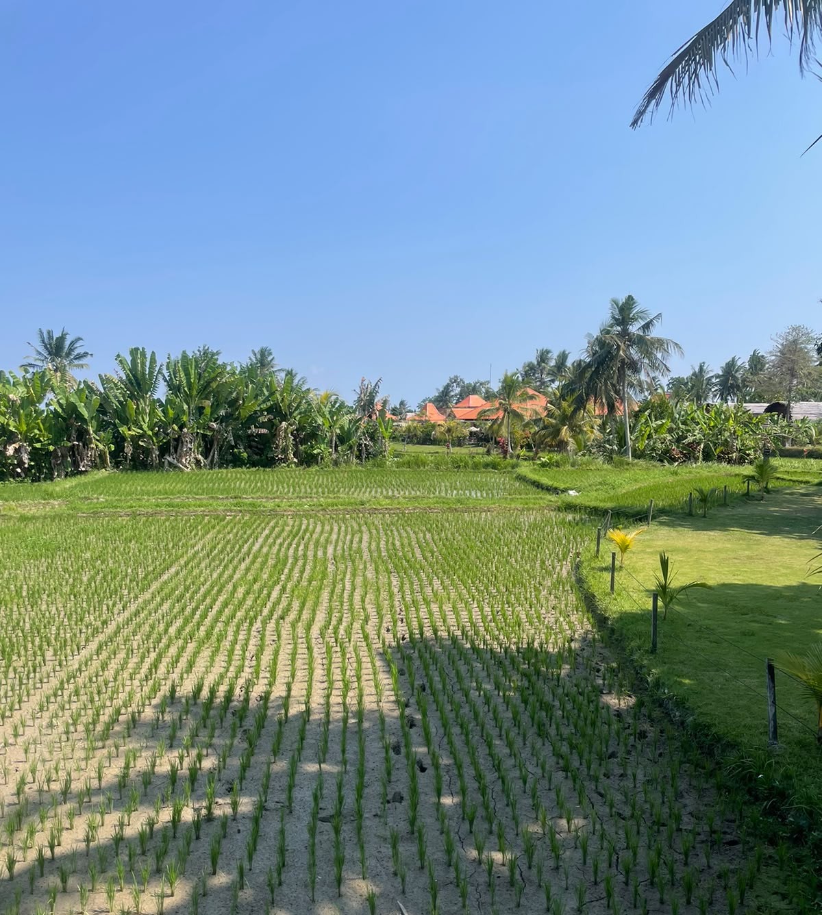 Exploring the Most Scenic and Cultural Highlights of Ubud